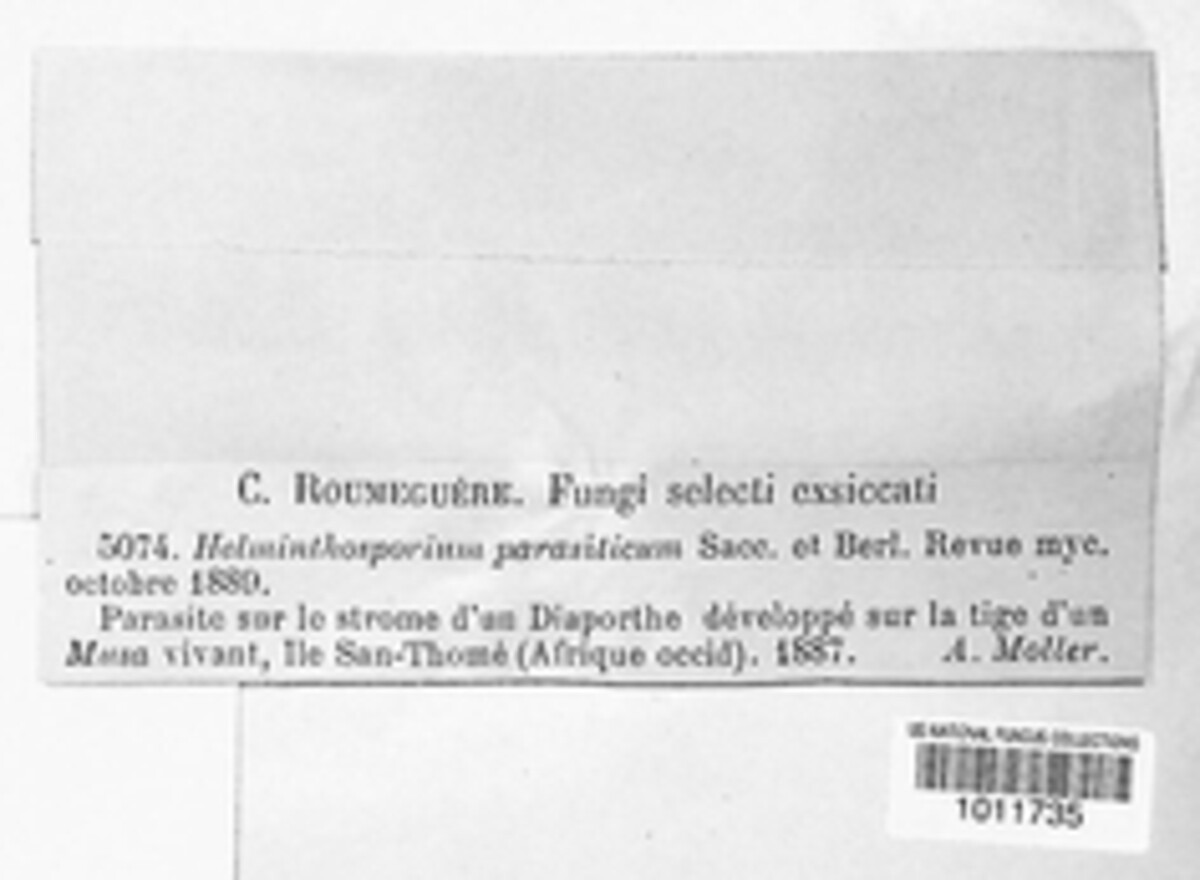 Helminthosporium parasiticum image